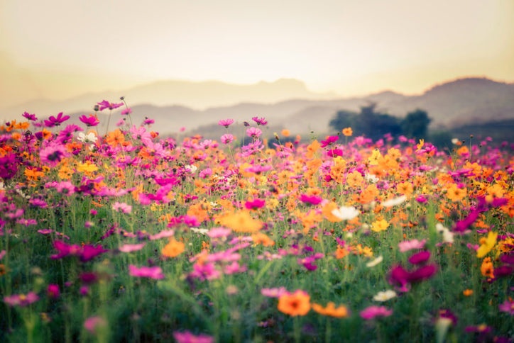 Field of flowers during spring allergy season.