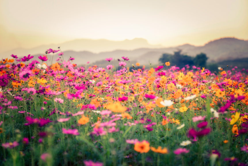 Five Simple Ayurvedic Tips for Spring Sensitivities