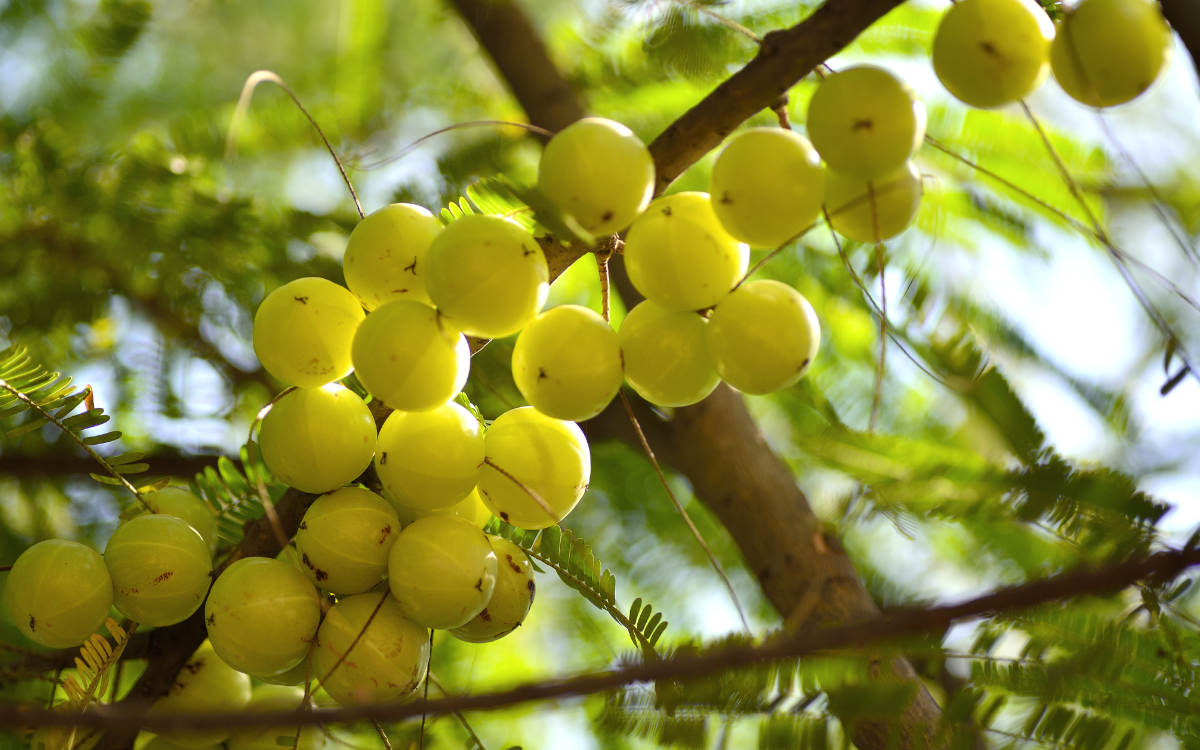 Superfood Amla for Immune System Support
