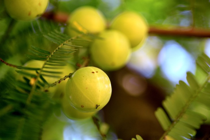 What is Amla? Ayurvedic Superfruit Insights
