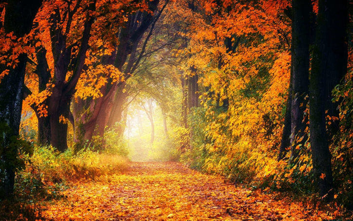 Autumn is Vata Season: Doshas and Beautiful Fall