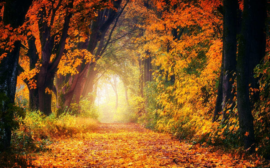 Autumn is Vata Season: Doshas and Beautiful Fall