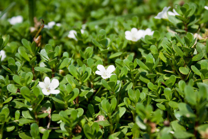 bacopa plant with green leaves and white flowers