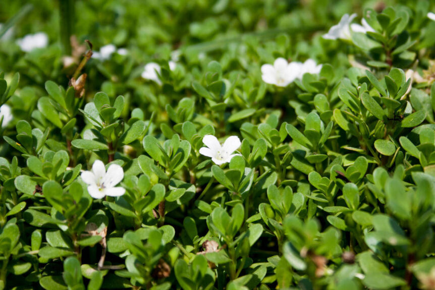 Bacopa in Ayurveda: Consciousness and Clarity