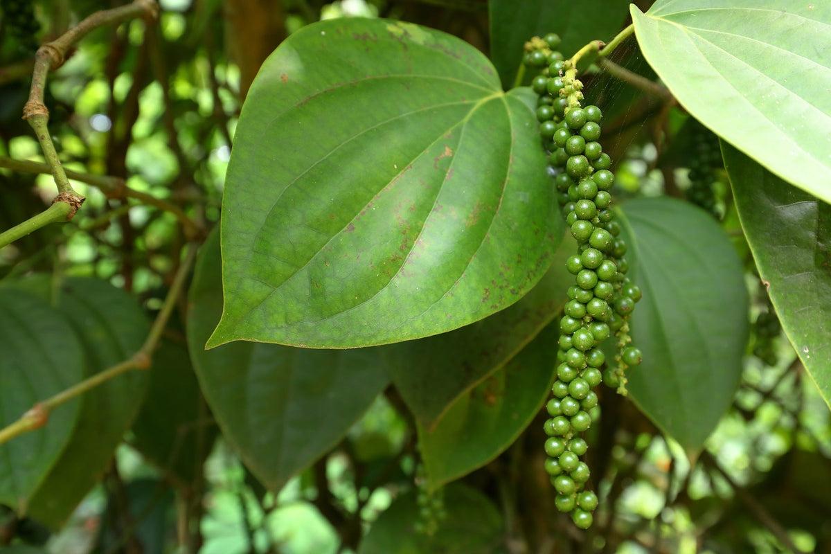 The Power of Pepper in Ayurveda