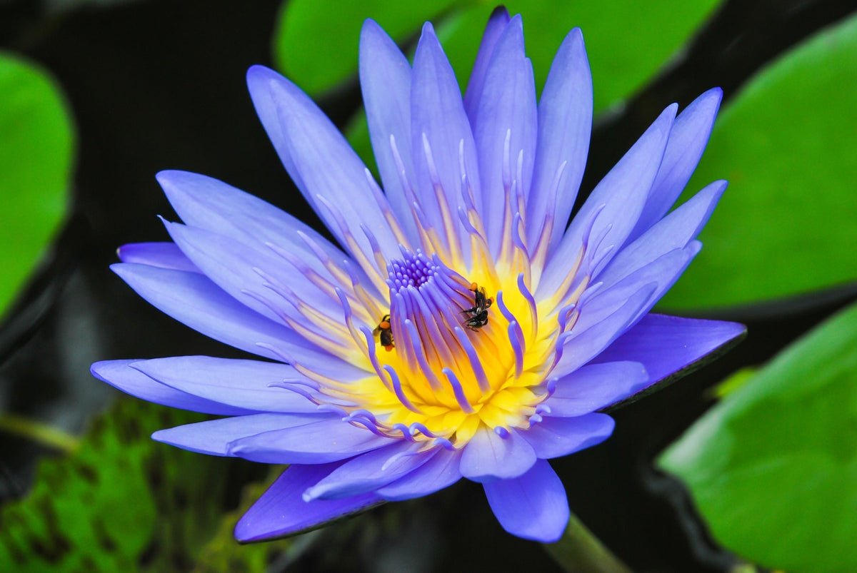 All About the Ancient Blue Lotus (Egyptian Lotus)