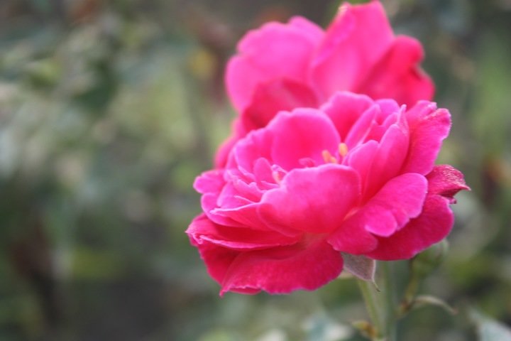 Plant Prana: The Spirit of Rose