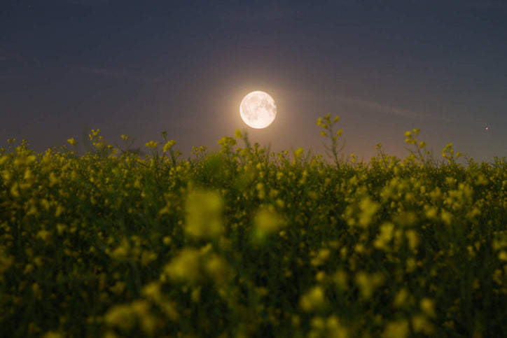 moon over an herbal medicine garden