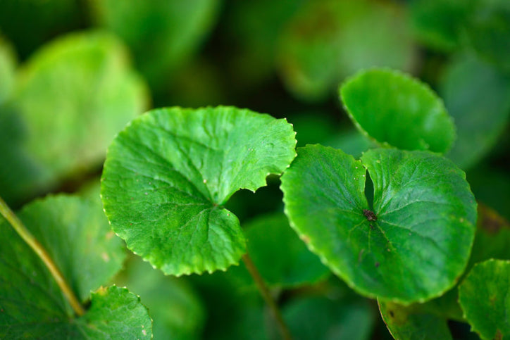 gotu kola plant in the wild