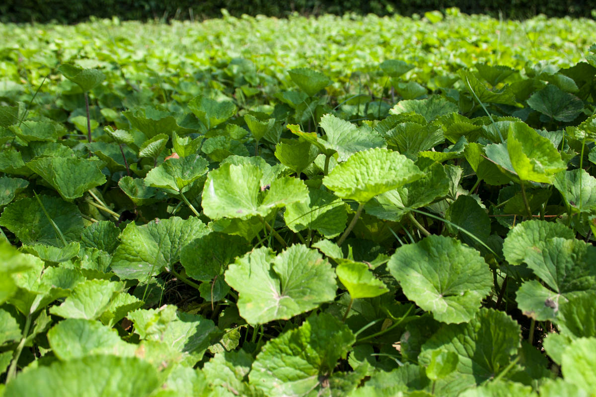 Gotu Kola vs Bacopa: Seeking the Real Brahmi