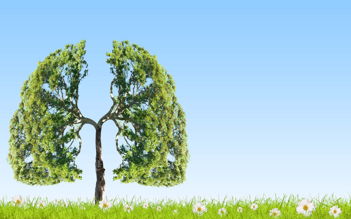 Top 7 Herbs For Lung Health and Respiratory Support