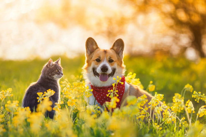 A cat and a corgi sit in a field of herbs for pets.