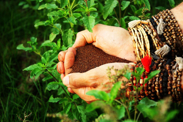 woman on organic tulsi farm holding soil