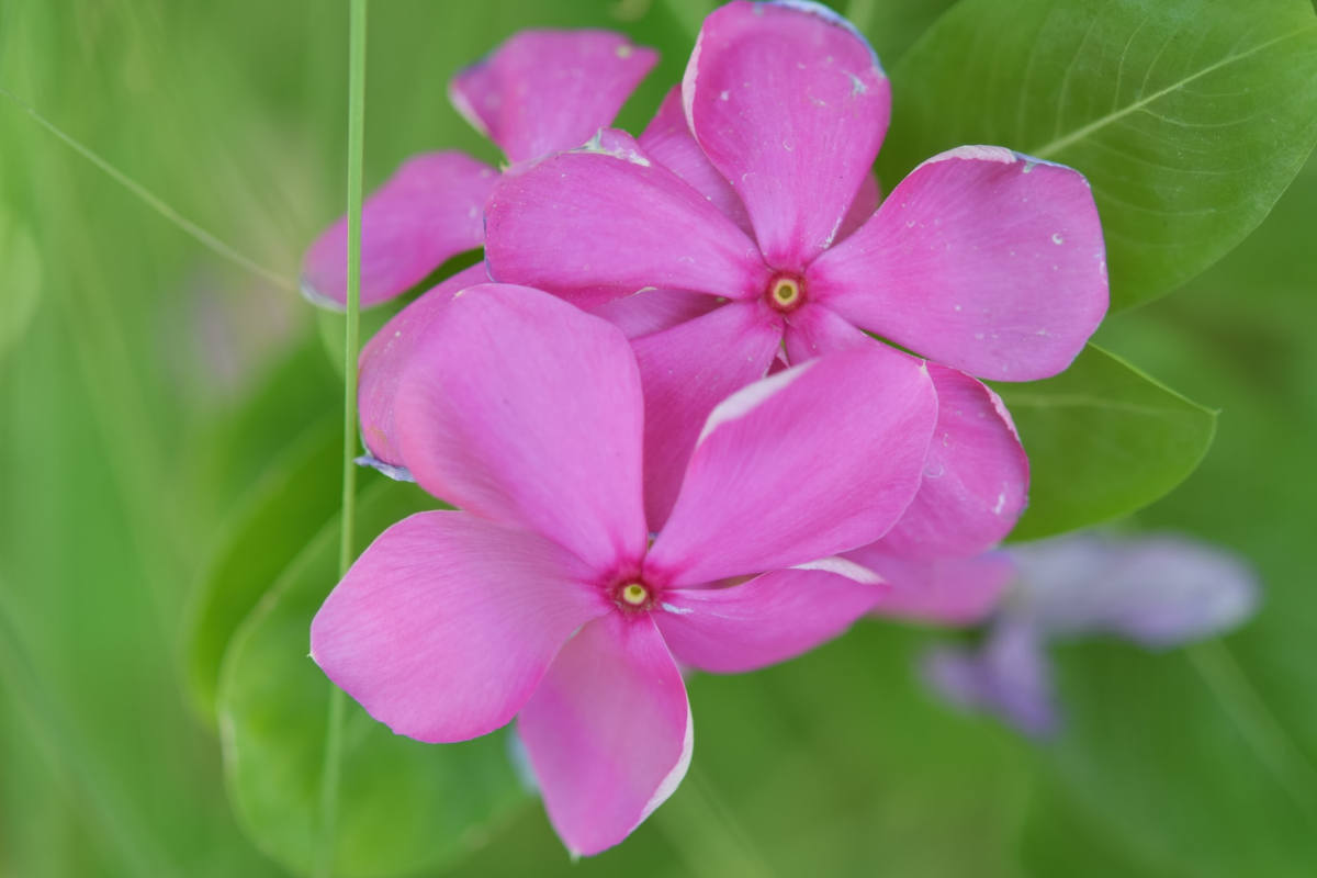 The Benefits of Madagascar Periwinkle (Sadabahar)