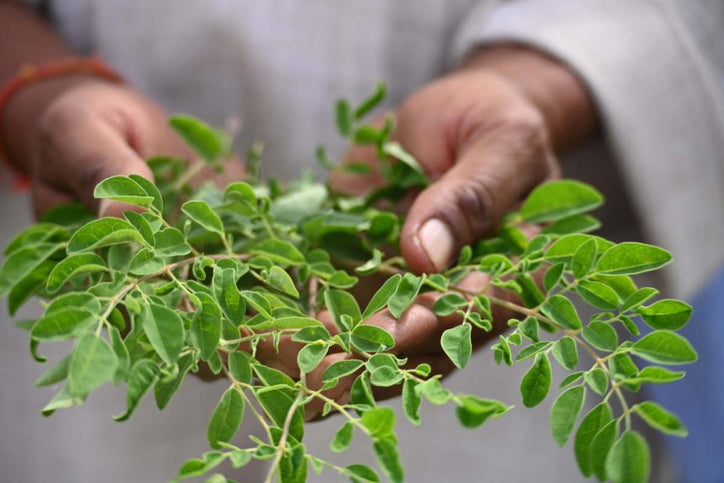 Moringa in Ayurveda with Radhika Mukhija