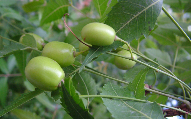 indian lilac plant