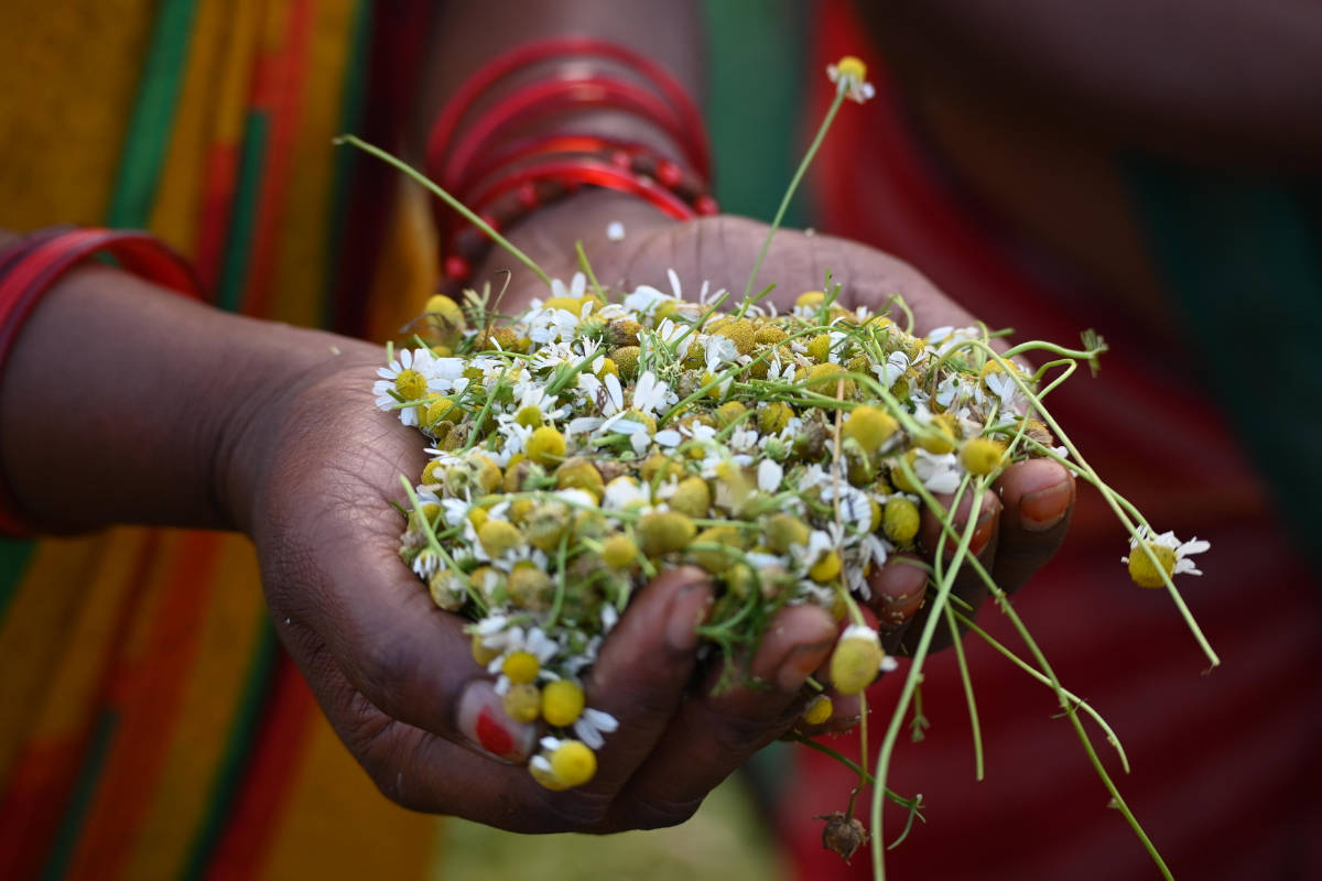 Why Choose Organic Chamomile?