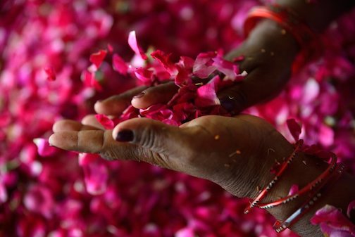 woman holding handpicked organic rose petals