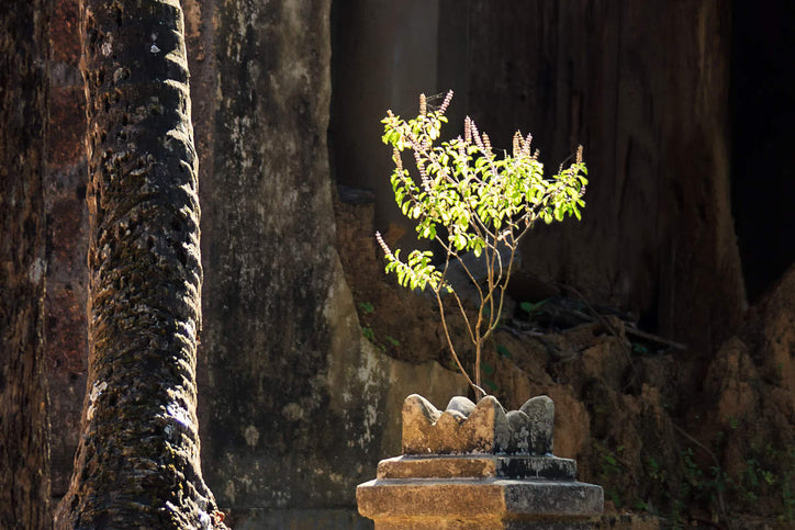 sacred tulsi plant in courtyard shrine