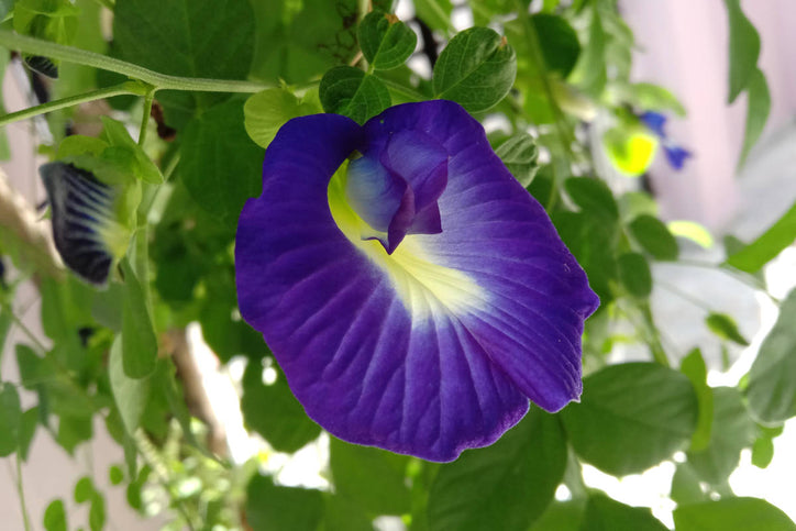 purple flower