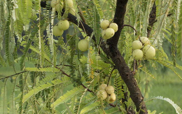 amla hanging on a tree