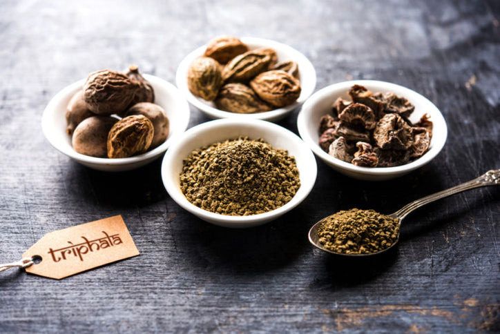 Wildcrafting triphala, including amla, haritaki and bibhitaki in organic forests of India.