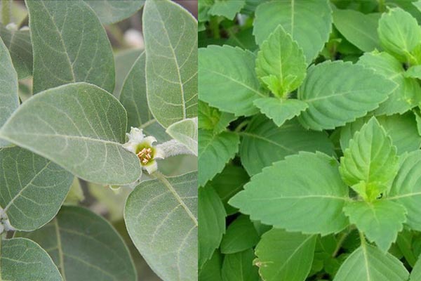 tulsi vs ashwagnadha plant