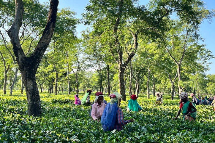 indian farmers picking tea
