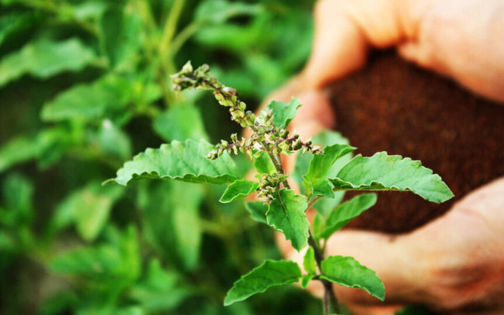 tulsi plant with hands holding soil in the background