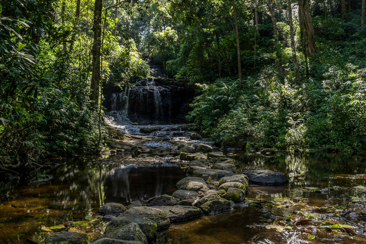 What is wildcrafting in organic forest of India with stream and trees.